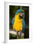 Blue and Gold Macaw (Ara Ararauna) Captive, R- Panama and South Venezuela-Lynn M^ Stone-Framed Photographic Print