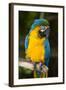 Blue and Gold Macaw (Ara Ararauna) Captive, R- Panama and South Venezuela-Lynn M^ Stone-Framed Photographic Print