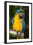 Blue and Gold Macaw (Ara Ararauna) Captive, R- Panama and South Venezuela-Lynn M^ Stone-Framed Photographic Print