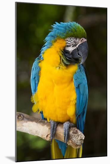 Blue and Gold Macaw (Ara Ararauna) Captive, R- Panama and South Venezuela-Lynn M^ Stone-Mounted Photographic Print