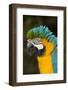 Blue and Gold Macaw (Ara Ararauna) Captive, R- Panama and South Venezuela-Lynn M^ Stone-Framed Photographic Print