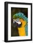 Blue and Gold Macaw (Ara Ararauna) Captive, R- Panama and South Venezuela-Lynn M^ Stone-Framed Photographic Print