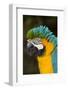 Blue and Gold Macaw (Ara Ararauna) Captive, R- Panama and South Venezuela-Lynn M^ Stone-Framed Photographic Print