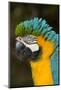 Blue and Gold Macaw (Ara Ararauna) Captive, R- Panama and South Venezuela-Lynn M^ Stone-Mounted Photographic Print