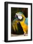 Blue and Gold Macaw (Ara Ararauna) Captive, R- Panama and South Venezuela-Lynn M^ Stone-Framed Photographic Print