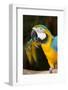 Blue and Gold Macaw (Ara Ararauna) Captive, R- Panama and South Venezuela-Lynn M^ Stone-Framed Photographic Print