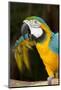 Blue and Gold Macaw (Ara Ararauna) Captive, R- Panama and South Venezuela-Lynn M^ Stone-Mounted Photographic Print