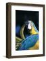 Blue and Gold Macaw (Ara Ararauna) Preening Primary Feathers on Wing-Lynn M^ Stone-Framed Photographic Print