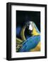 Blue and Gold Macaw (Ara Ararauna) Preening Primary Feathers on Wing-Lynn M^ Stone-Framed Photographic Print