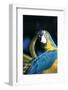 Blue and Gold Macaw (Ara Ararauna) Preening Primary Feathers on Wing-Lynn M^ Stone-Framed Photographic Print