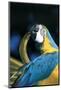 Blue and Gold Macaw (Ara Ararauna) Preening Primary Feathers on Wing-Lynn M^ Stone-Mounted Photographic Print