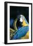 Blue and Gold Macaw (Ara Ararauna) Preening Primary Feathers on Wing-Lynn M^ Stone-Framed Photographic Print