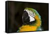 Blue and Gold Macaw (Ara Ararauna)-Lynn M^ Stone-Framed Stretched Canvas