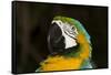 Blue and Gold Macaw (Ara Ararauna)-Lynn M^ Stone-Framed Stretched Canvas