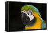 Blue and Gold Macaw (Ara Ararauna)-Lynn M^ Stone-Framed Stretched Canvas