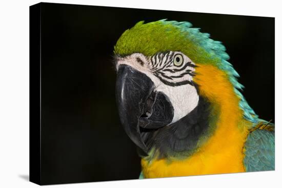 Blue and Gold Macaw (Ara Ararauna)-Lynn M^ Stone-Stretched Canvas