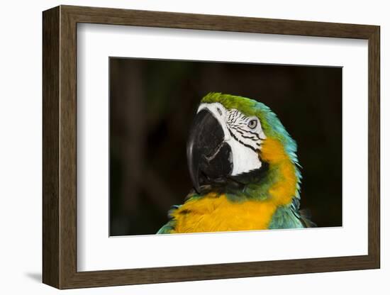 Blue and Gold Macaw (Ara Ararauna)-Lynn M^ Stone-Framed Photographic Print