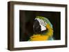 Blue and Gold Macaw (Ara Ararauna)-Lynn M^ Stone-Framed Photographic Print