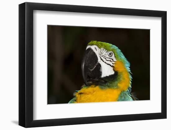 Blue and Gold Macaw (Ara Ararauna)-Lynn M^ Stone-Framed Photographic Print