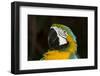 Blue and Gold Macaw (Ara Ararauna)-Lynn M^ Stone-Framed Photographic Print