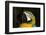 Blue and Gold Macaw (Ara Ararauna)-Lynn M^ Stone-Framed Photographic Print