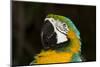 Blue and Gold Macaw (Ara Ararauna)-Lynn M^ Stone-Mounted Photographic Print
