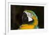 Blue and Gold Macaw (Ara Ararauna)-Lynn M^ Stone-Framed Photographic Print