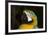 Blue and Gold Macaw (Ara Ararauna)-Lynn M^ Stone-Framed Photographic Print