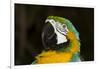 Blue and Gold Macaw (Ara Ararauna)-Lynn M^ Stone-Framed Photographic Print