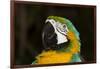 Blue and Gold Macaw (Ara Ararauna)-Lynn M^ Stone-Framed Photographic Print