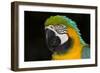 Blue and Gold Macaw (Ara Ararauna)-Lynn M^ Stone-Framed Photographic Print