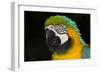 Blue and Gold Macaw (Ara Ararauna)-Lynn M^ Stone-Framed Photographic Print