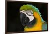 Blue and Gold Macaw (Ara Ararauna)-Lynn M^ Stone-Framed Photographic Print