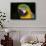 Blue and Gold Macaw (Ara Ararauna)-Lynn M^ Stone-Framed Photographic Print displayed on a wall