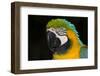 Blue and Gold Macaw (Ara Ararauna)-Lynn M^ Stone-Framed Photographic Print