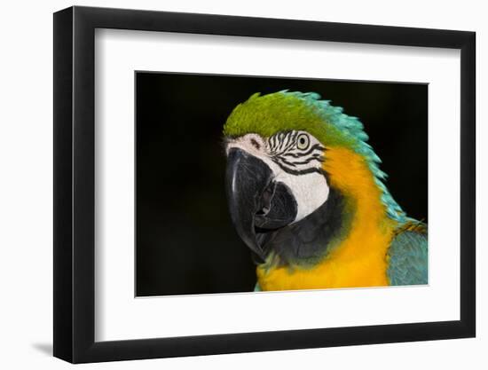 Blue and Gold Macaw (Ara Ararauna)-Lynn M^ Stone-Framed Photographic Print