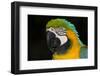 Blue and Gold Macaw (Ara Ararauna)-Lynn M^ Stone-Framed Photographic Print