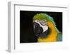 Blue and Gold Macaw (Ara Ararauna)-Lynn M^ Stone-Framed Photographic Print