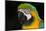 Blue and Gold Macaw (Ara Ararauna)-Lynn M^ Stone-Mounted Photographic Print