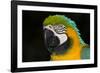 Blue and Gold Macaw (Ara Ararauna)-Lynn M^ Stone-Framed Photographic Print