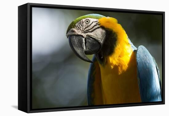 Blue and Gold Macaw, Costa Rica-null-Framed Stretched Canvas