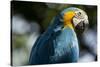 Blue and Gold Macaw, Costa Rica-null-Stretched Canvas