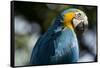 Blue and Gold Macaw, Costa Rica-null-Framed Stretched Canvas