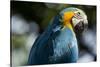 Blue and Gold Macaw, Costa Rica-null-Stretched Canvas