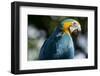 Blue and Gold Macaw, Costa Rica-null-Framed Photographic Print