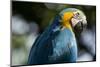 Blue and Gold Macaw, Costa Rica-null-Mounted Photographic Print