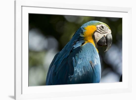 Blue and Gold Macaw, Costa Rica-null-Framed Photographic Print