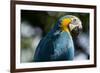 Blue and Gold Macaw, Costa Rica-null-Framed Photographic Print