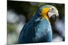 Blue and Gold Macaw, Costa Rica-null-Mounted Photographic Print