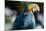 Blue and Gold Macaw, Costa Rica-null-Mounted Photographic Print